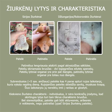 grafinė schema, rodanti dažniausiai pasitaikančius sapnus skirtingais nėštumo etapais