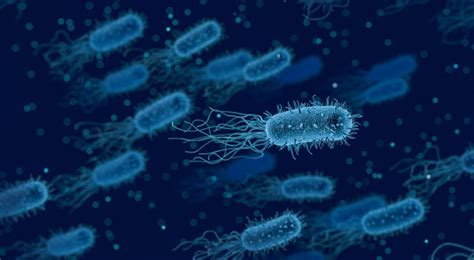 Bakterija E. coli O157:H7 po mikroskopu