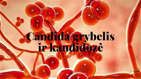 Candida grybelis mikroskopo vaizdas