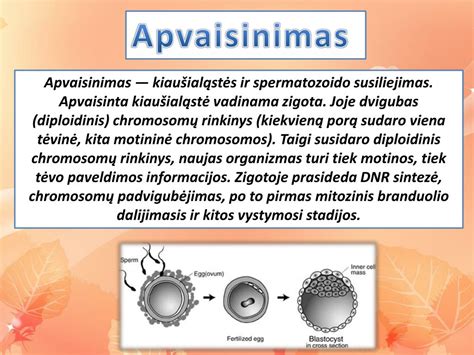 kiaušialąstės ir spermatozoido susijungimo schema