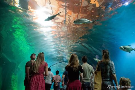 Vroclavo zoologijos sodo Afrikariumas