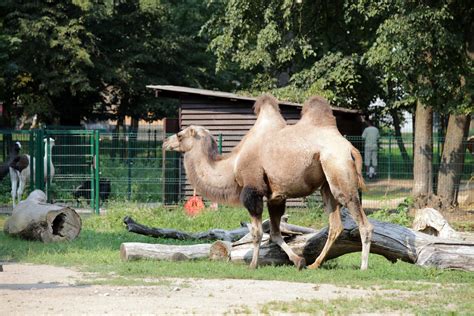 Vroclavo zoologijos sodo gyvūnai