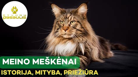 Džeksono Meino ir Elės scena