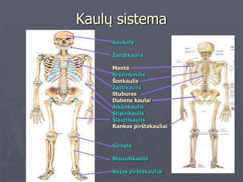 Naujagimio kaulų sistemos schema