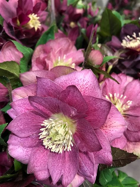 Įvairios gėlės pievoje