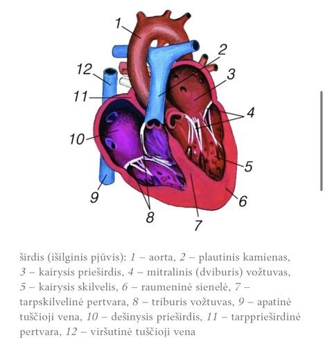 Vainikinės arterijos ir širdies aprūpinimas krauju