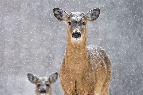 schemą, kaip veikia buteliukas su apsauga nuo dieglių