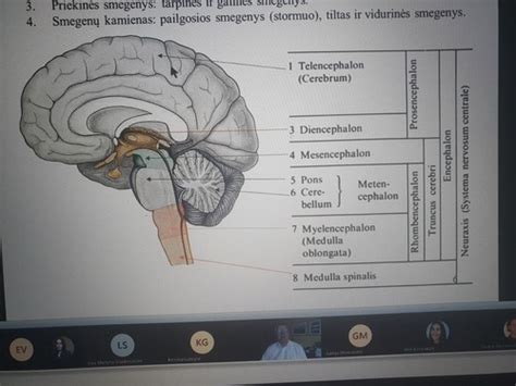 smegenų struktūros pokyčių vizualizacija