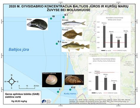 Infografika apie gyvsidabrio riziką žuvyse