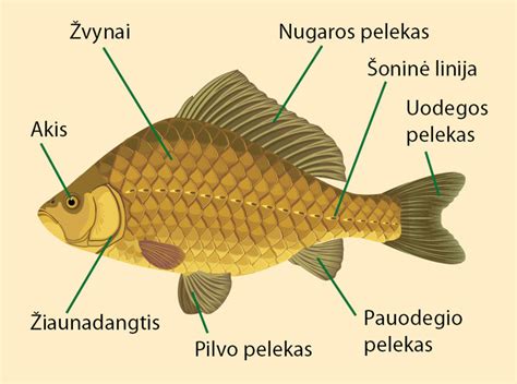 Naktinių sauskelnių-kelnaičių sandaros schema su patobulintais sugeriančiais sluoksniais ir krašteliais