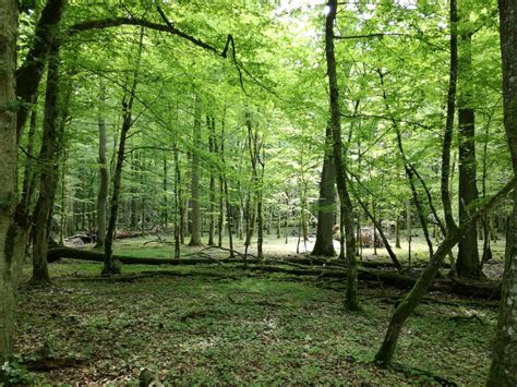 Priešistorinė giria ir urviniai žmonės