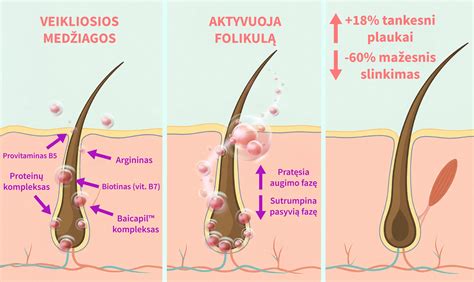 Plaukų slinkimo ir ataugimo ciklas