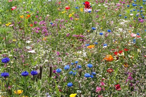 Įvairių spalvų gėlių pieva