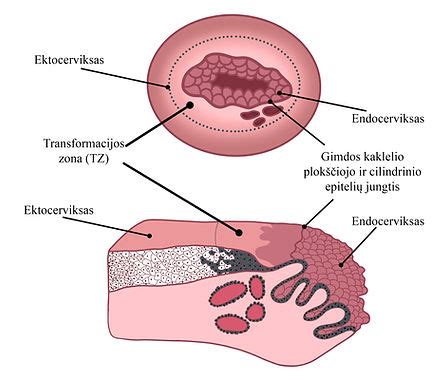 Gimdos gleivinės struktūra ir embriono implantacija