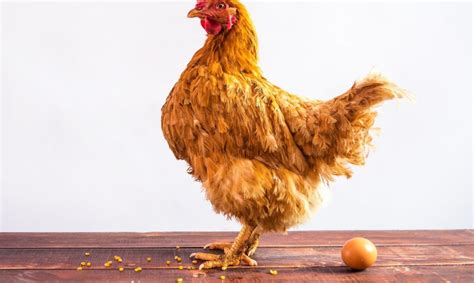 Idealus pašot kiaušinis