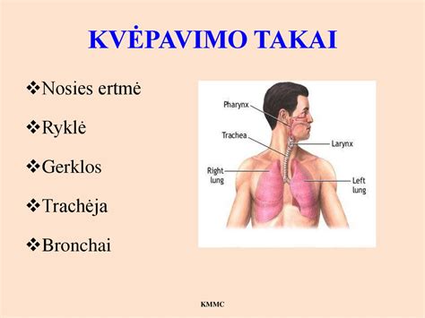 anatomijos schema: kvėpavimo takai ir antgerklis