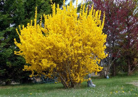 Žydintis medis pavasarį