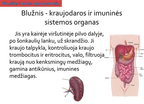 Virškinimo sistemos ir dubens srities anatomija nėštumo metu