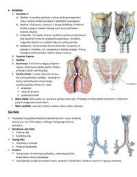 Bronchiolių uždegimo schema
