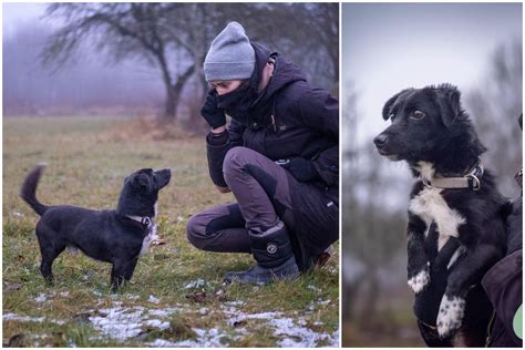 Šuo laukia mažylių