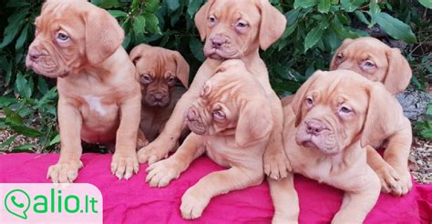 Šuniukai žindantys motiną