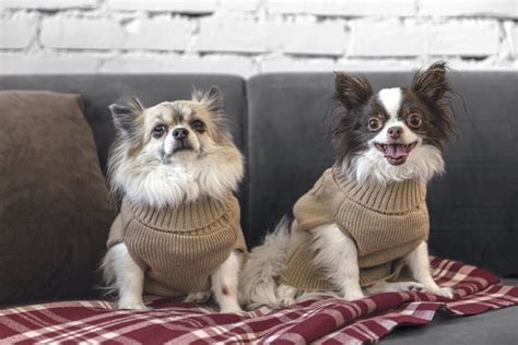 Mažų šunų veislių įvairovė