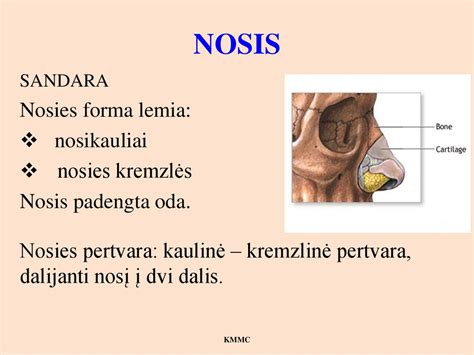 Nosies anatomijos schema, parodanti plaukelius ir gleivinę