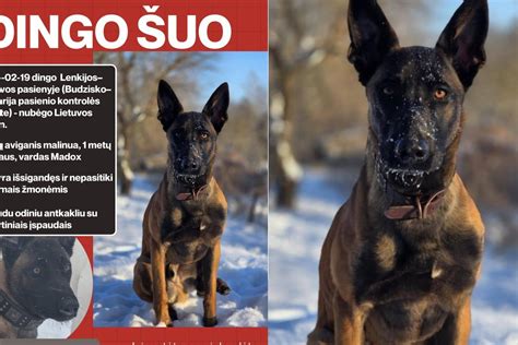 Pagalbos sulaukęs sušalęs šuo