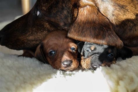 Dobermano veislės kalytė su didele vada šuniukų