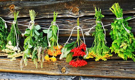 Vaistažolės ramunėlės ir mėtos