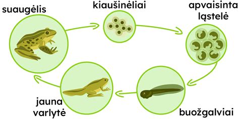 Varlės išleidžia kiaušinėlius ir spermatozoidus į vandenį apvaisinimui