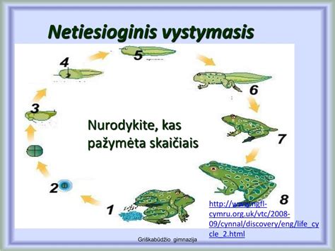 Varlės vystymosi stadijos