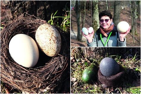 Roplių ir paukščių kiaušinių palyginimas