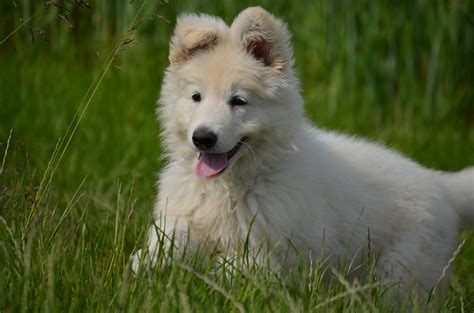 mažas šuniukas veterinarijos klinikoje ant stalo