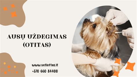 šuns ausų ir dantų apžiūra namuose