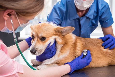 veterinarijos gydytojas teikia skubią pagalbą šuniui