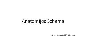 Širdies anatomijos schema
