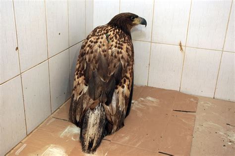 sužeisto paukščio gelbėjimas gamtoje