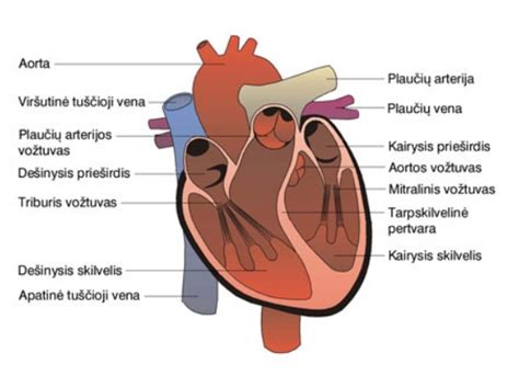 Normalus ir dviburis aortos vožtuvas diagrama