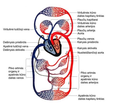 Širdies scheminis pjūvis su aortos stenoze