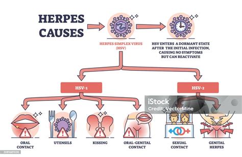 Herpes viruso plitimo schema