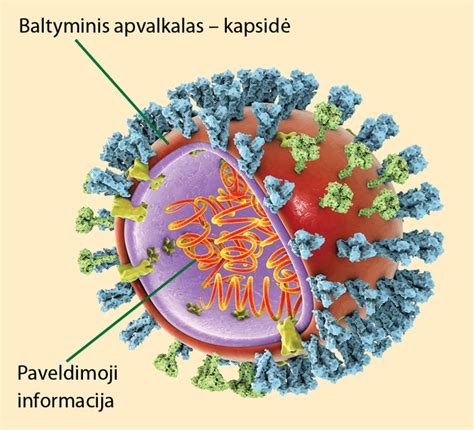 Gripo viruso iliustracija