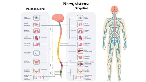 Infografika: kaip veikia SPIS sistema