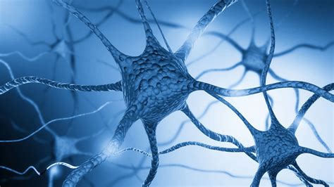 Mokslinis tyrimas: neuronai ir smegenų chemija