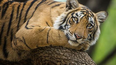 nuotrauka su vokiečių tanko 