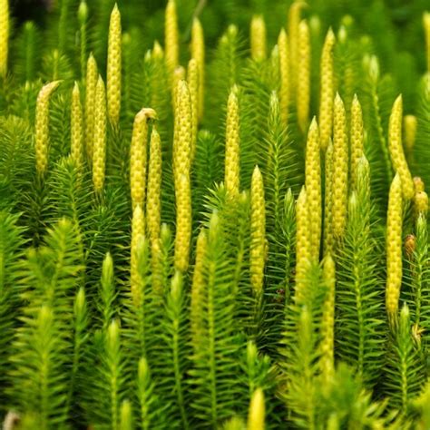 Pataisas šarkakojis (Lycopodium clavatum) augalas