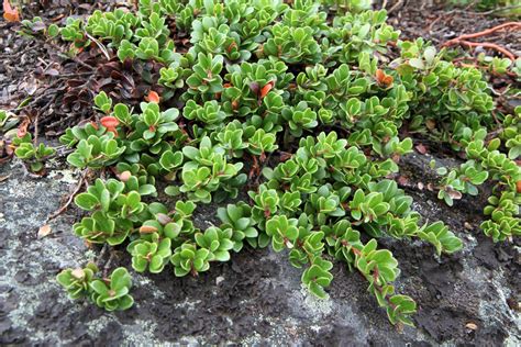 Vaistinė meškauogė - krūmas ir lapai