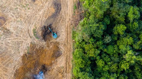 Miškų naikinimas ir atkūrimas