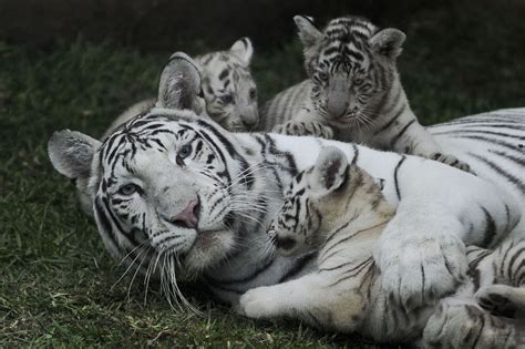 Baltasis Bengalijos tigro jauniklis zoologijos sode