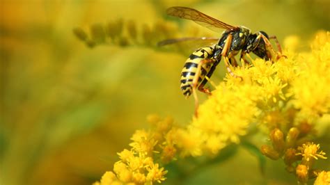 Vapsva ant žmogaus odos